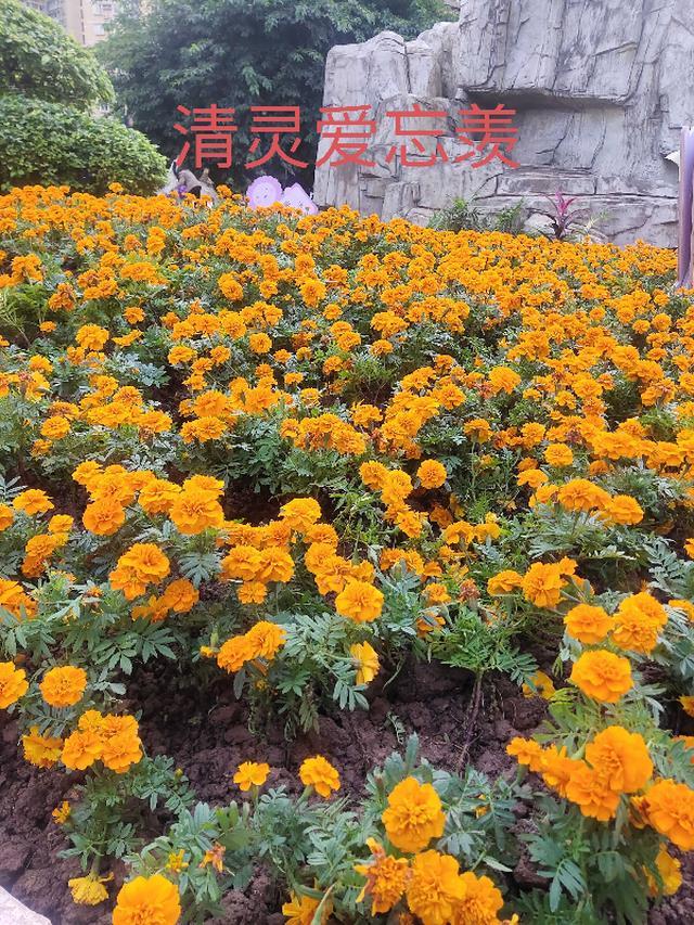 忘羡情17